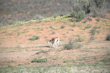 Çölde bir keçi sürüsü