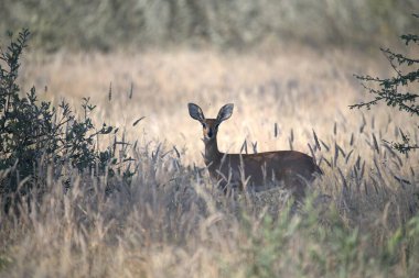 vahşi Kızıl geyik
