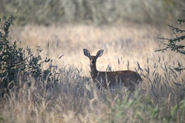 Ormandaki kırmızı geyik