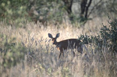 Ormanda kızıl bir geyik