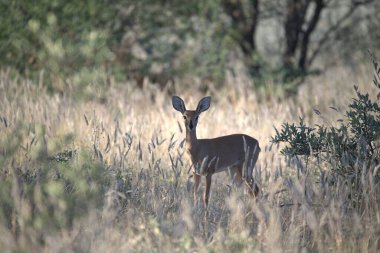 Ormandaki kırmızı geyik