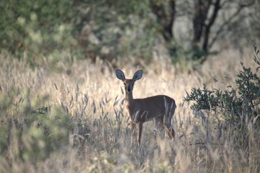 kırmızı geyik (elagagus, poland) doğal habitatta, elagagus parkında