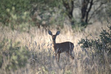 Ormandaki kırmızı geyik, vahşi yaşam, hayvan
