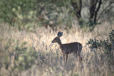 Vahşi doğada geyik