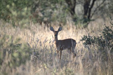 erkek impala veya impala / kruger Ulusal Parkı, Güney Afrika