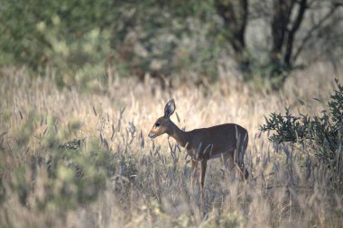 Kızıl geyik (cervus elaphus )