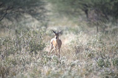 Kenya ulusal parkında kırmızı-sırt geyik