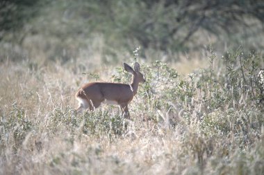 Ormandaki kırmızı geyik