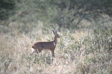 Vahşi doğada geyik