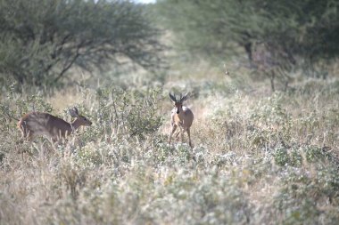 Ormanda bir grup güzel geyik