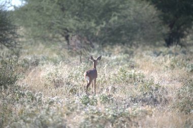 Kızıl geyik (cervus elaphus )