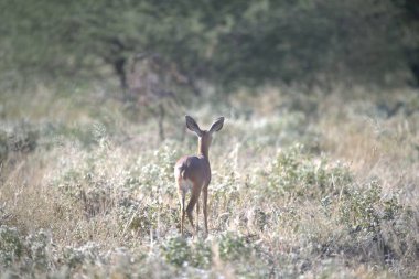 Ormandaki güzel geyik