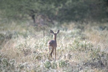 Doğal Kızıl geyik