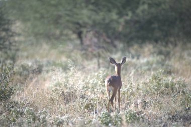 Ormanda güzel bir geyik