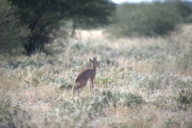 vahşi Kızıl geyik