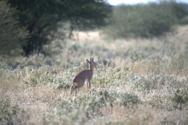 Ormanda güzel bir geyik