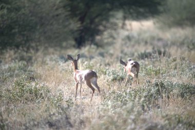 Kırmızı geyikler vahşi doğada