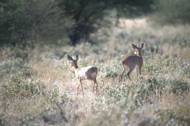 Ormandaki kırmızı geyik