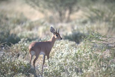 Beyaz kuyruklu geyik vahşi doğada