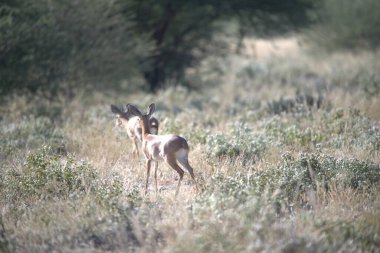 vahşi Kızıl geyik