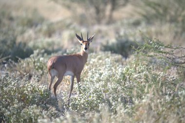 Vahşi doğada bir erkek ceylan