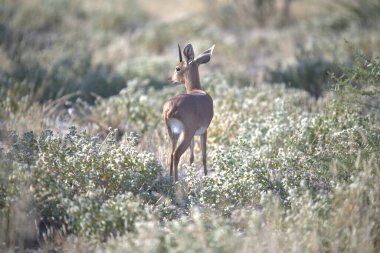 Gündüz vakti çimlerin üzerinde güzel bir geyiğin yakın plan çekimi.