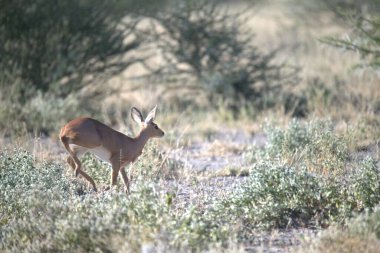Vahşi doğada geyik