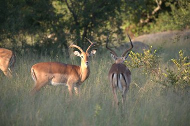 Ormandaki kırmızı geyik