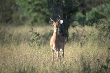 Erkek İmpala bozkırda