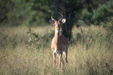 Erkek Impala çim