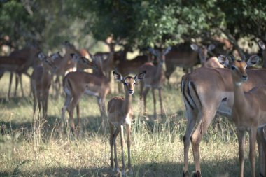 Ormanda bir grup geyik