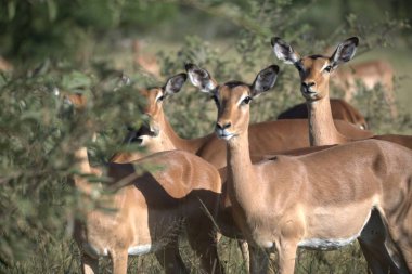 Güney Afrika 'daki Kruger Ulusal Parkı' nda kadın İmpala..