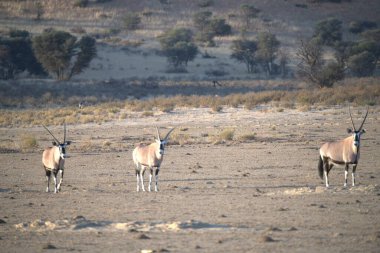 Beyaz ve siyah antiloplar