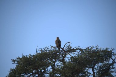 Ormandaki güzel kuş