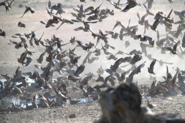 Sudaki kuş sürüsü