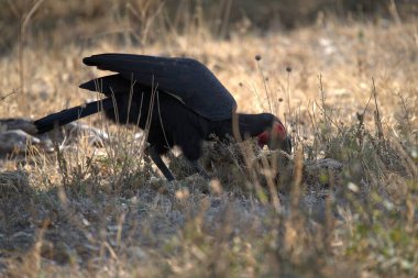 Çimenlerde kırmızı kanatları olan siyah bir kuş