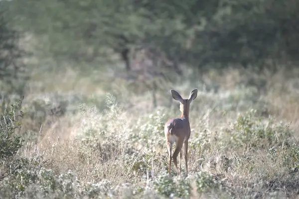 Ormanda güzel bir geyik