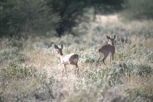 Ormandaki kırmızı geyik