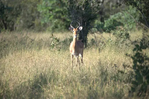 Savanadaki erkek geyik.
