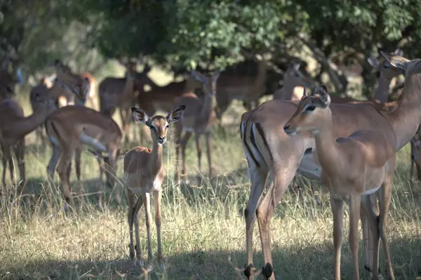 Tarlada vahşi bir geyik sürüsü