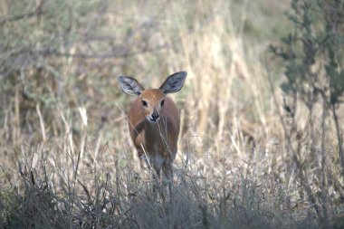 Ormandaki kırmızı geyik