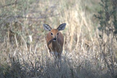 Ormandaki kırmızı geyik