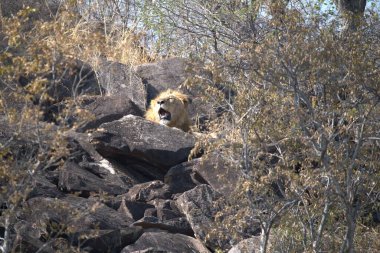 Vahşi aslan, hayvan.