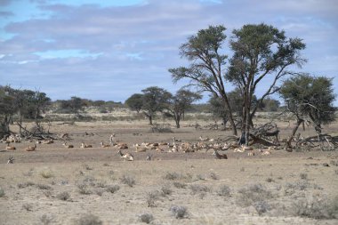 Savanada bir grup keçi