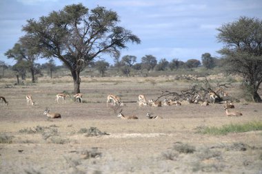 Namibya bozkırında bir grup vahşi geyik.