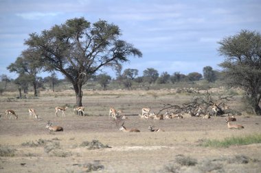 Savanadaki vahşi bobralar