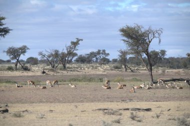 Savanada bir grup keçi