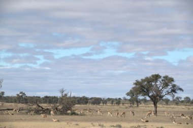 bir grup desha geyiği.