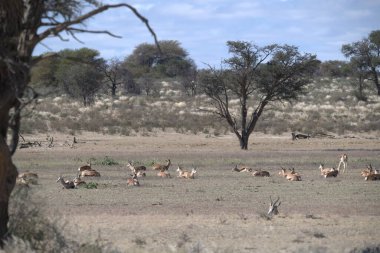 Kenya çölündeki bir tarlada bir grup vahşi ördek.