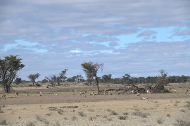 Etoşa 'daki vahşi at sürüsü, Namibya' ya park et.